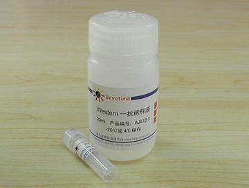 Phospho-JNK/SAPK抗体(小鼠单抗)